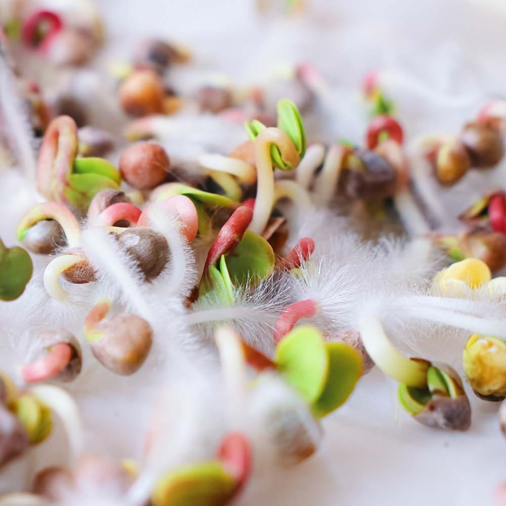 Schimmel oder Mikrowurzeln bei Microgreens?