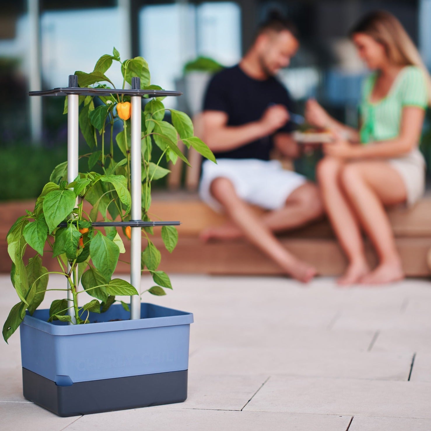 Prächtig wachsende Chilis durch stabile Rankhilfe und eingebauten Wassertank