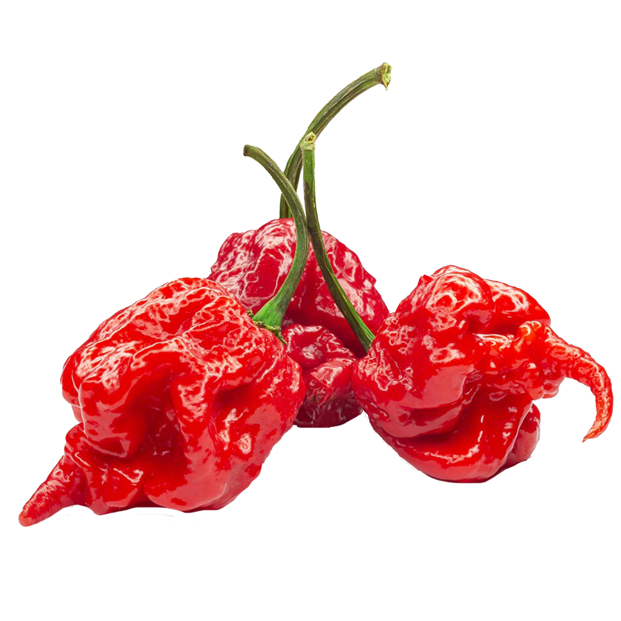 Chilipflanzen "Carolina Reaper"