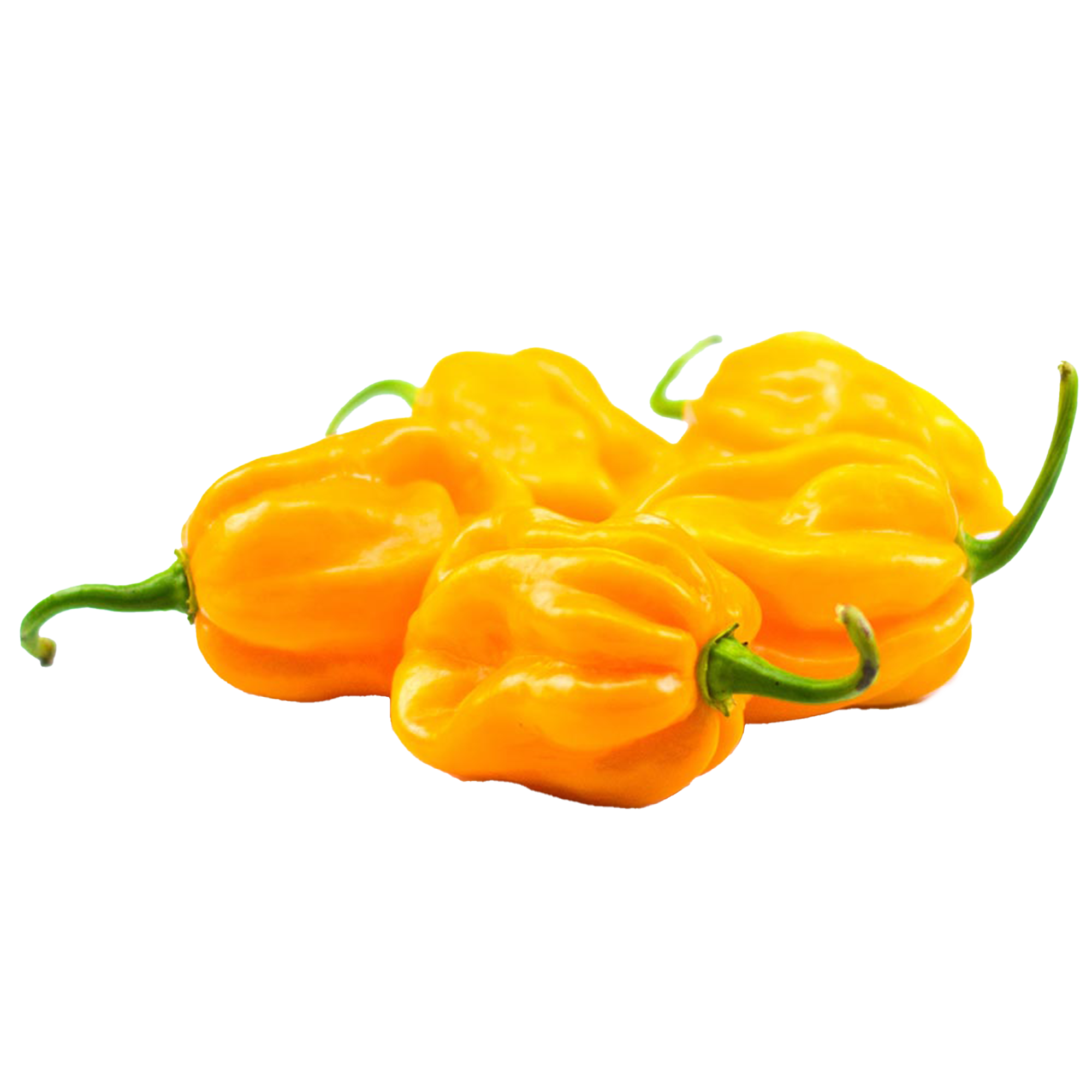 Chili plants "Habanero orange"