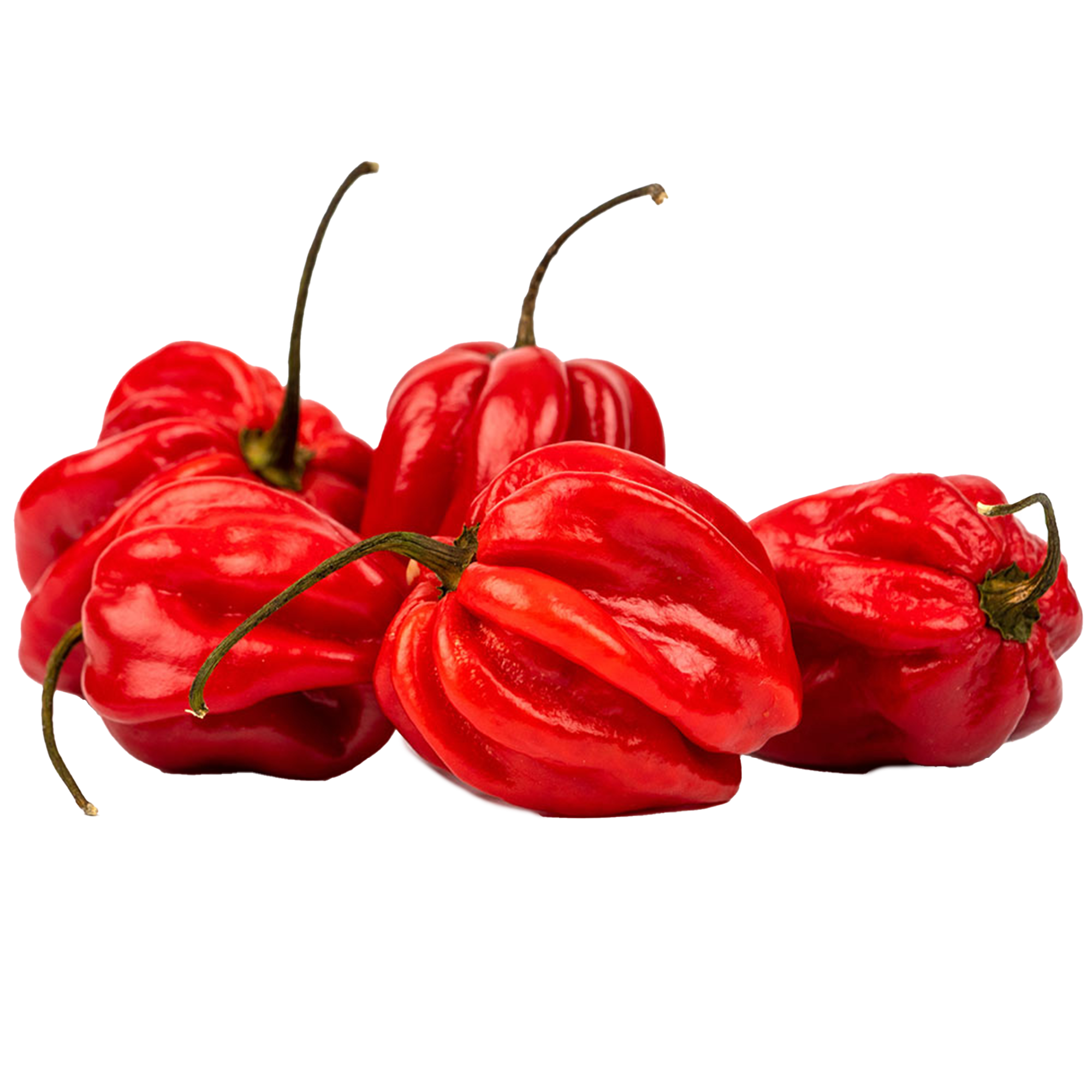 Chilipflanzen "Habanero red"
