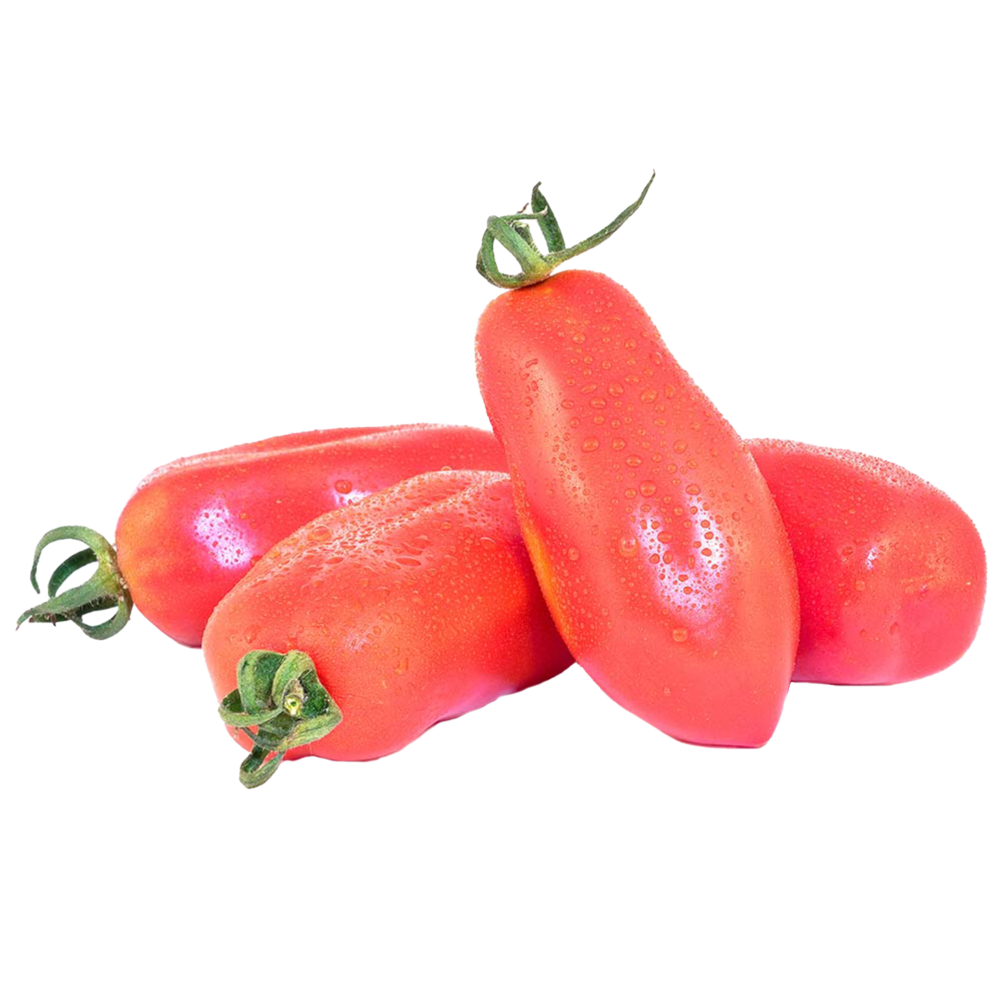 Tomatenpflanzen "San Marzano"