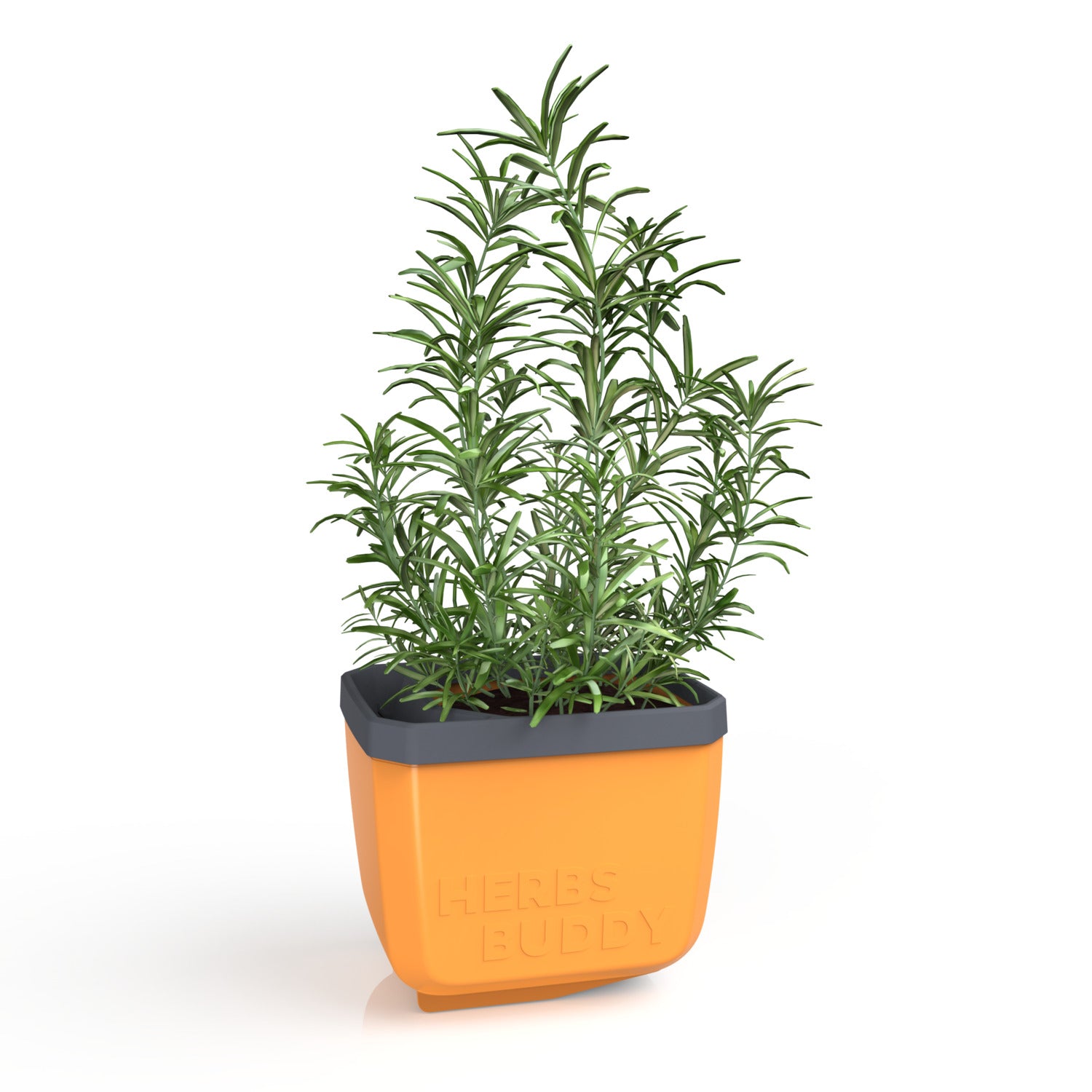 HERBS BUDDY