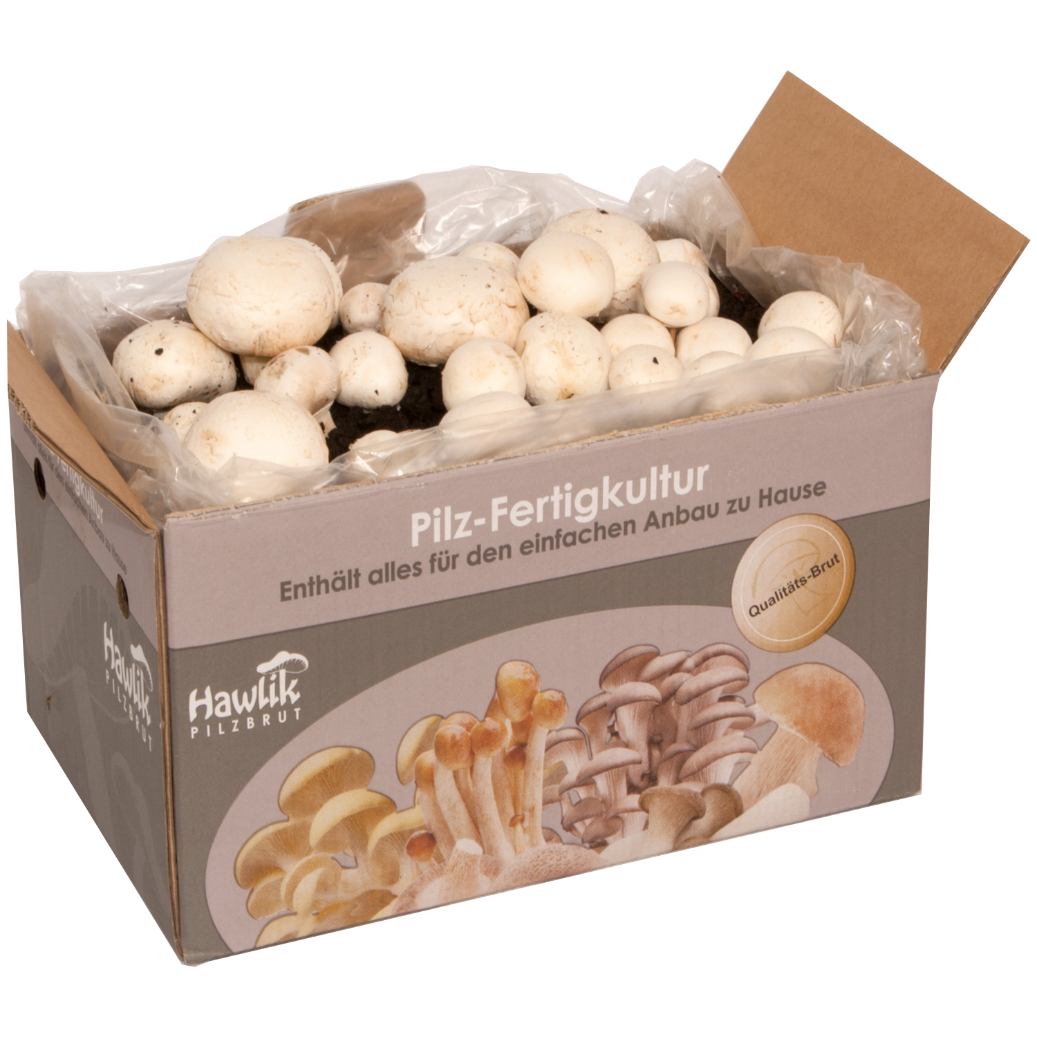 Hawlik Pilzbrut - Champignon, weiß