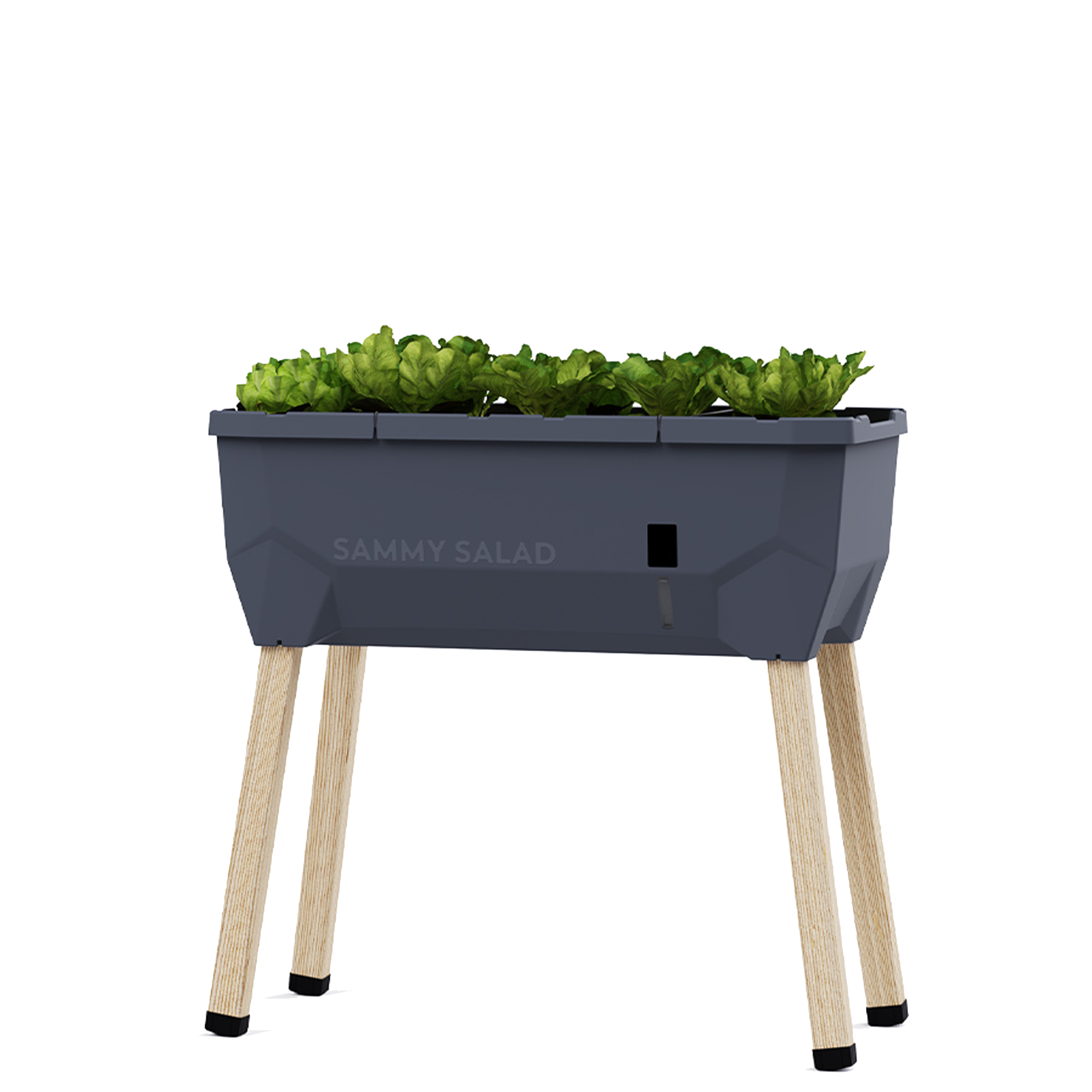 SAMMY SALAD