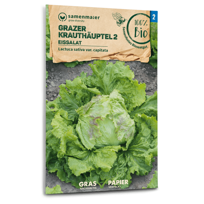 Samen Maier Eissalat, Grazer Krauthäuptel 2