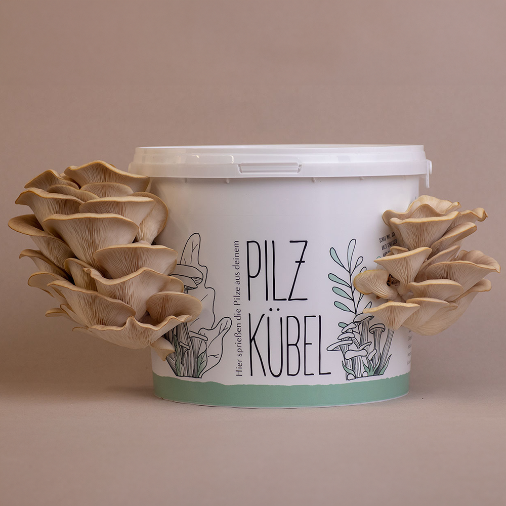 Waldviertler mushroom garden - mushroom pot Waldviertler Seitling