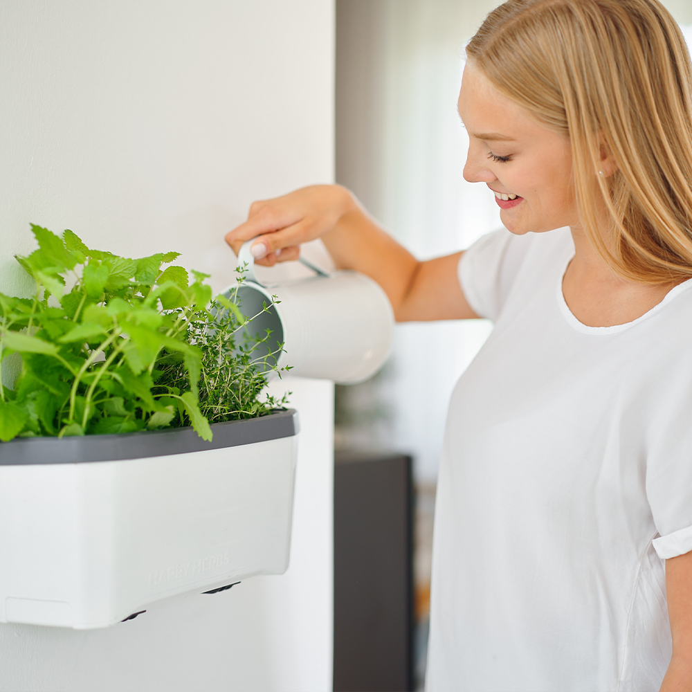 HARRY HERBS Microgreens Bundle