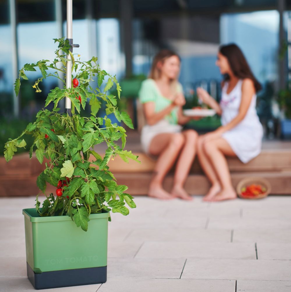 Dank stabiler Rankhilfe perfekt für Tomaten