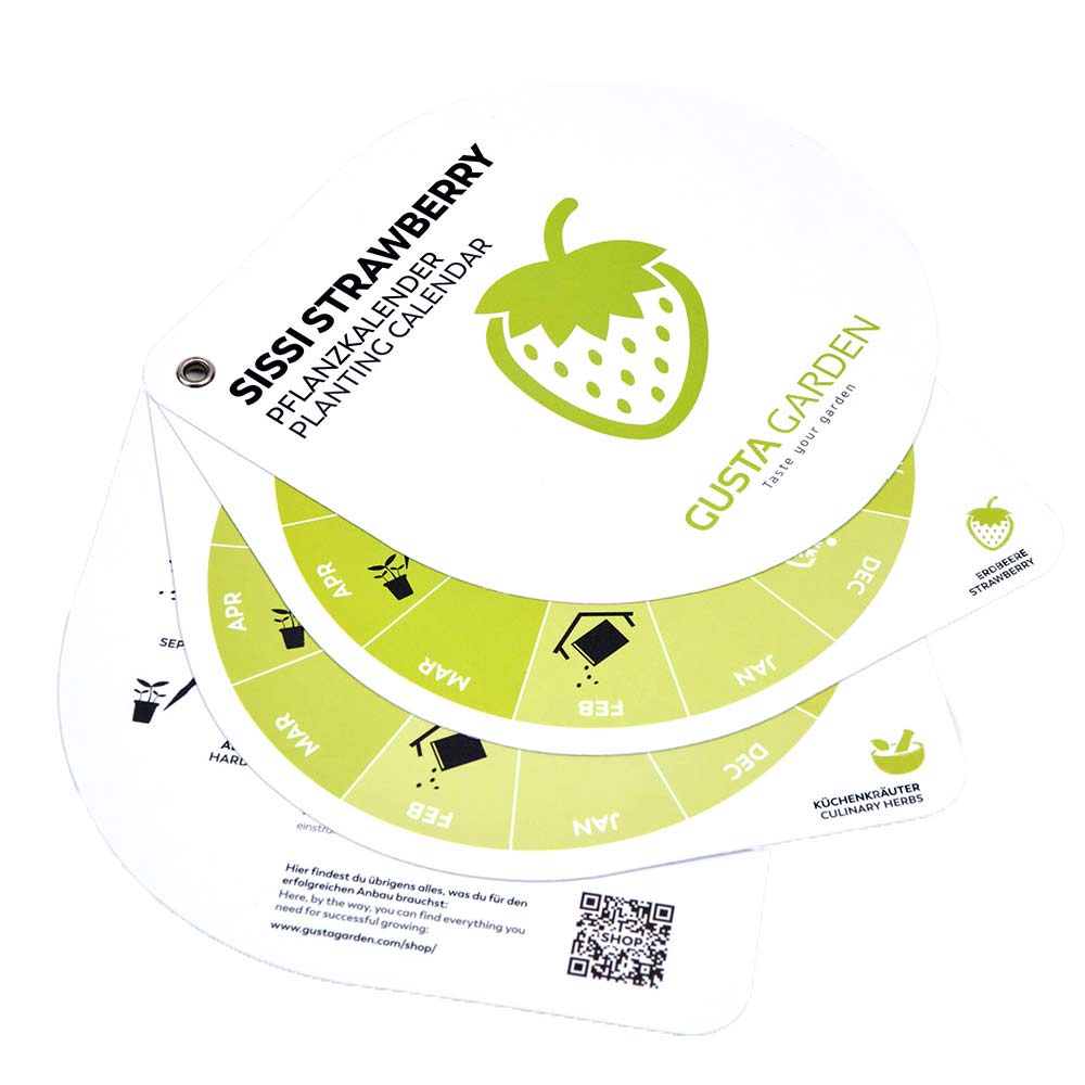 SISSI STRAWBERRY planting calendar