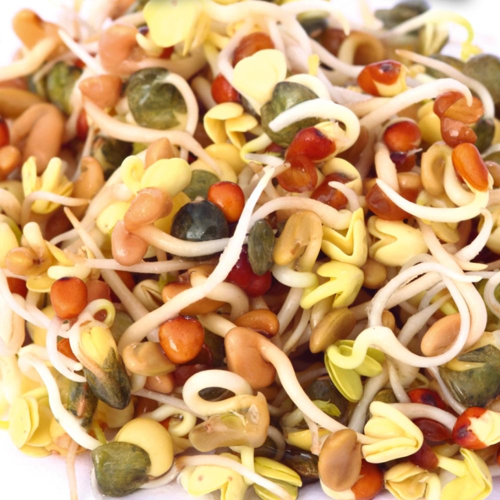 HARRY HERBS Microgreens Bundle