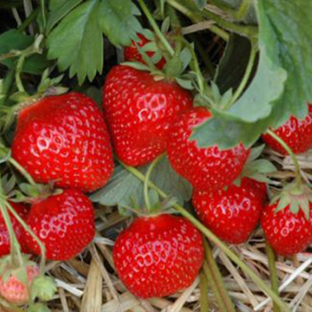 Strawberry plants "Hummi® GENTO"
