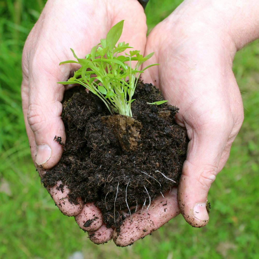Seed capsules herb & salad vegetable mix