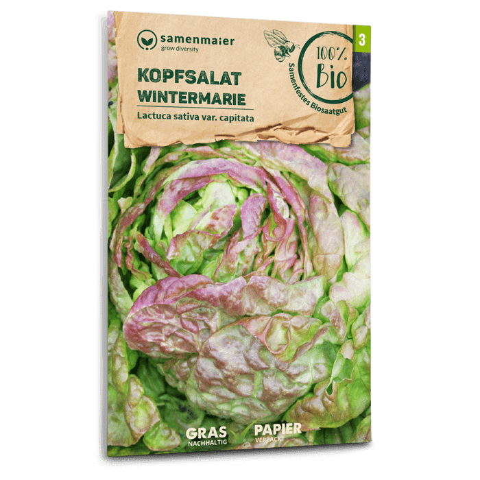 Samen Maier Kopfsalat, Wintermarie