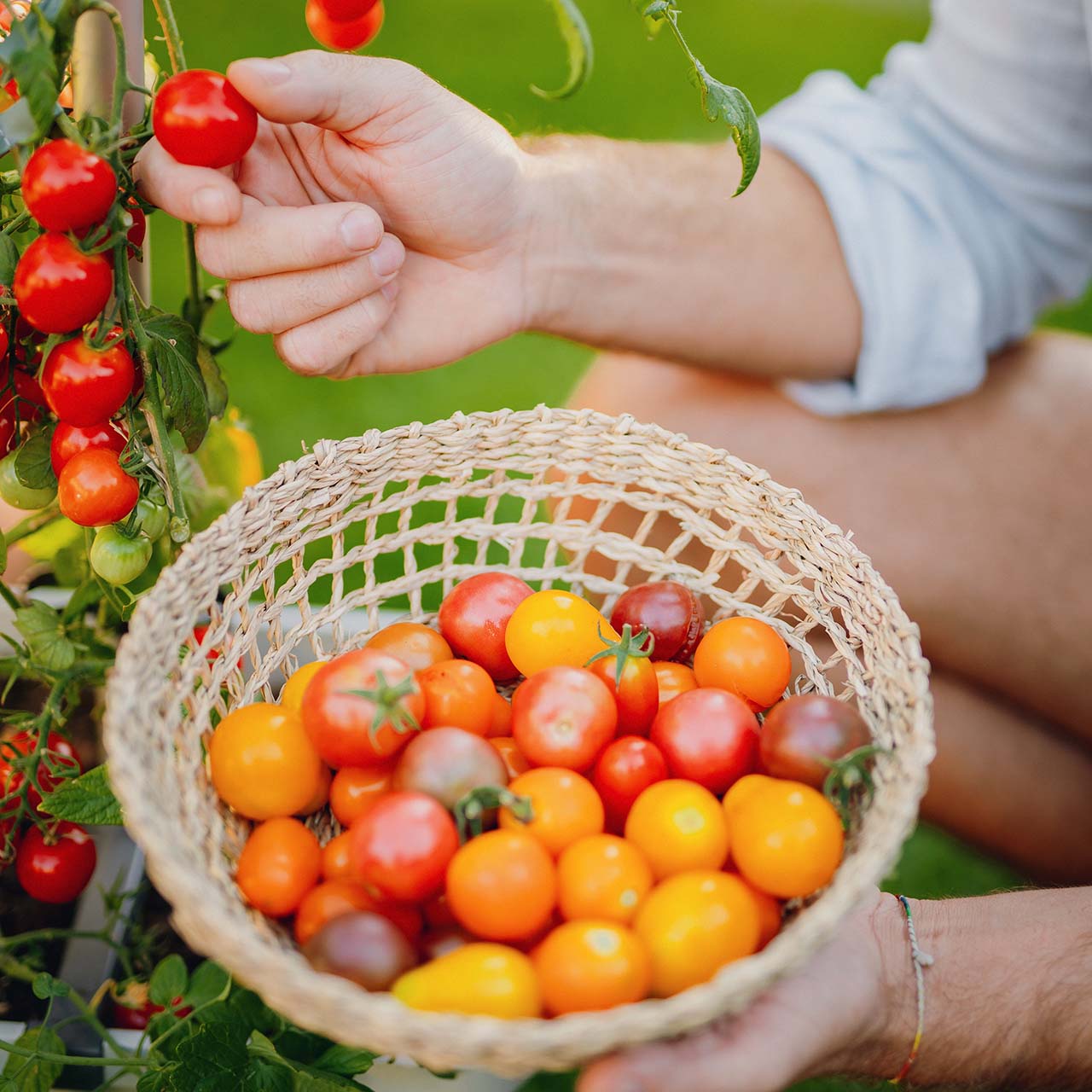 Tomatenernte