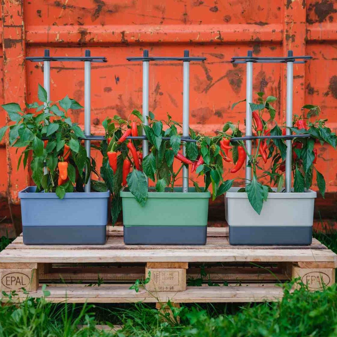 CHARLY CHILI, der Chilitopf mit Wassertank & Ranksystem CHARLY CHILI, der Chilitopf mit Wassertank & Ranksystem