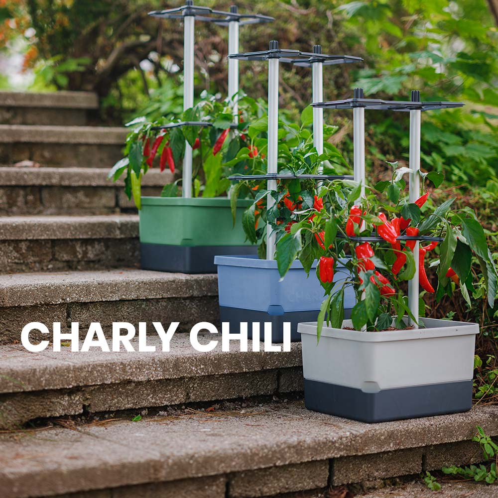 CHARLY CHILI How-to