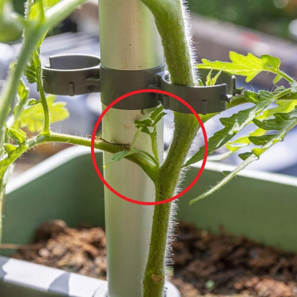 Tomaten richtig ausgeizen