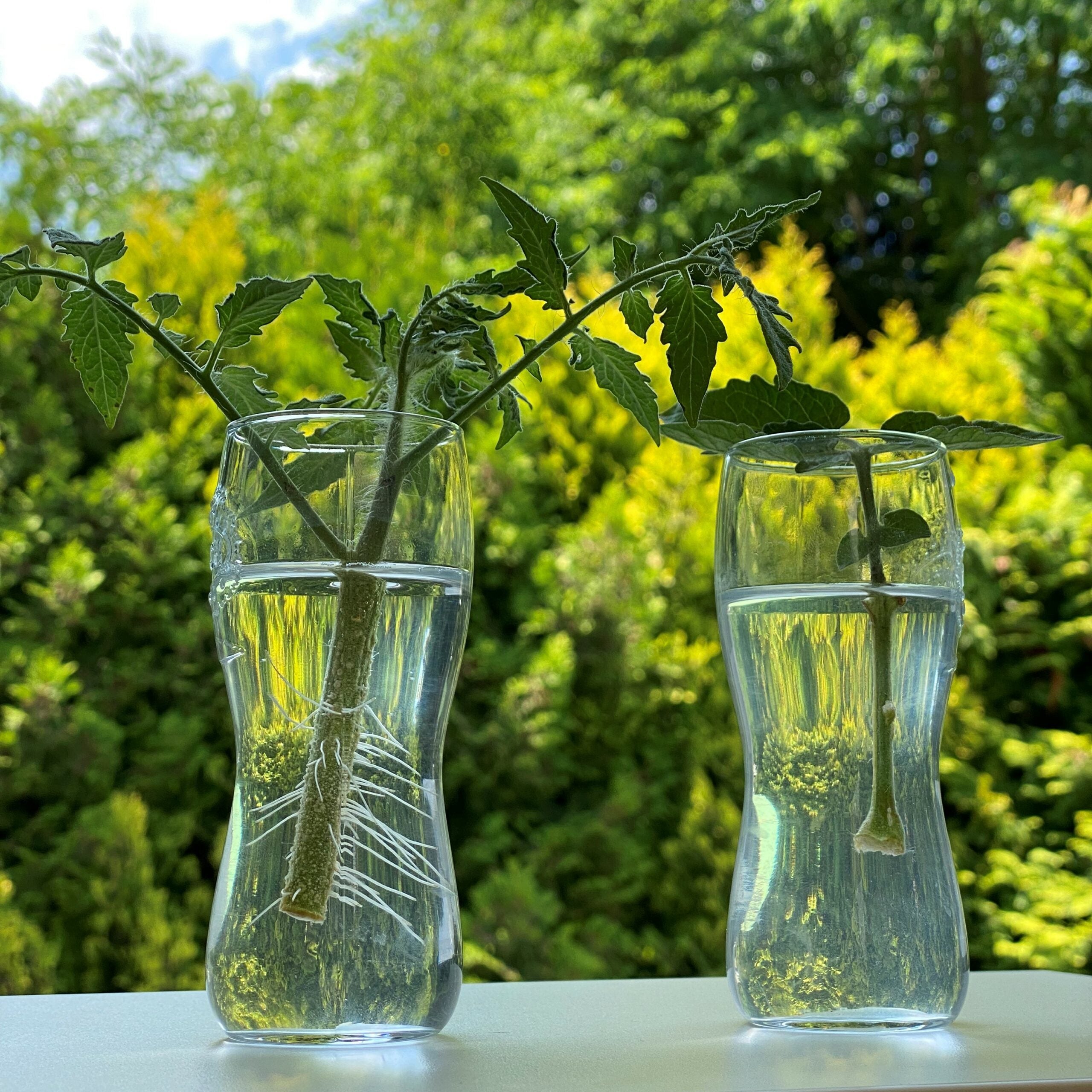 Tomatenvermehrung durch Geiztriebe