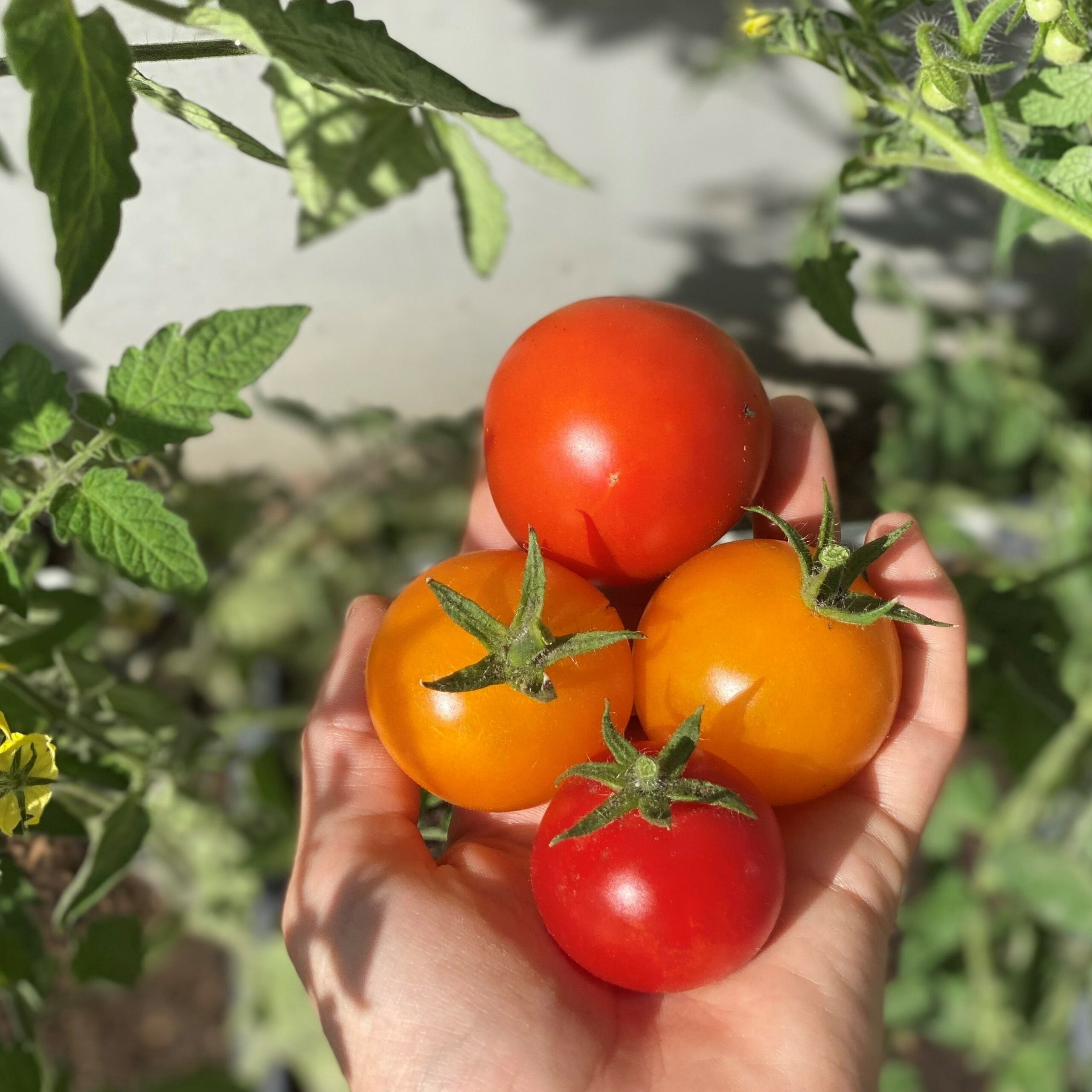 Tomaten richtig ernten & lagern