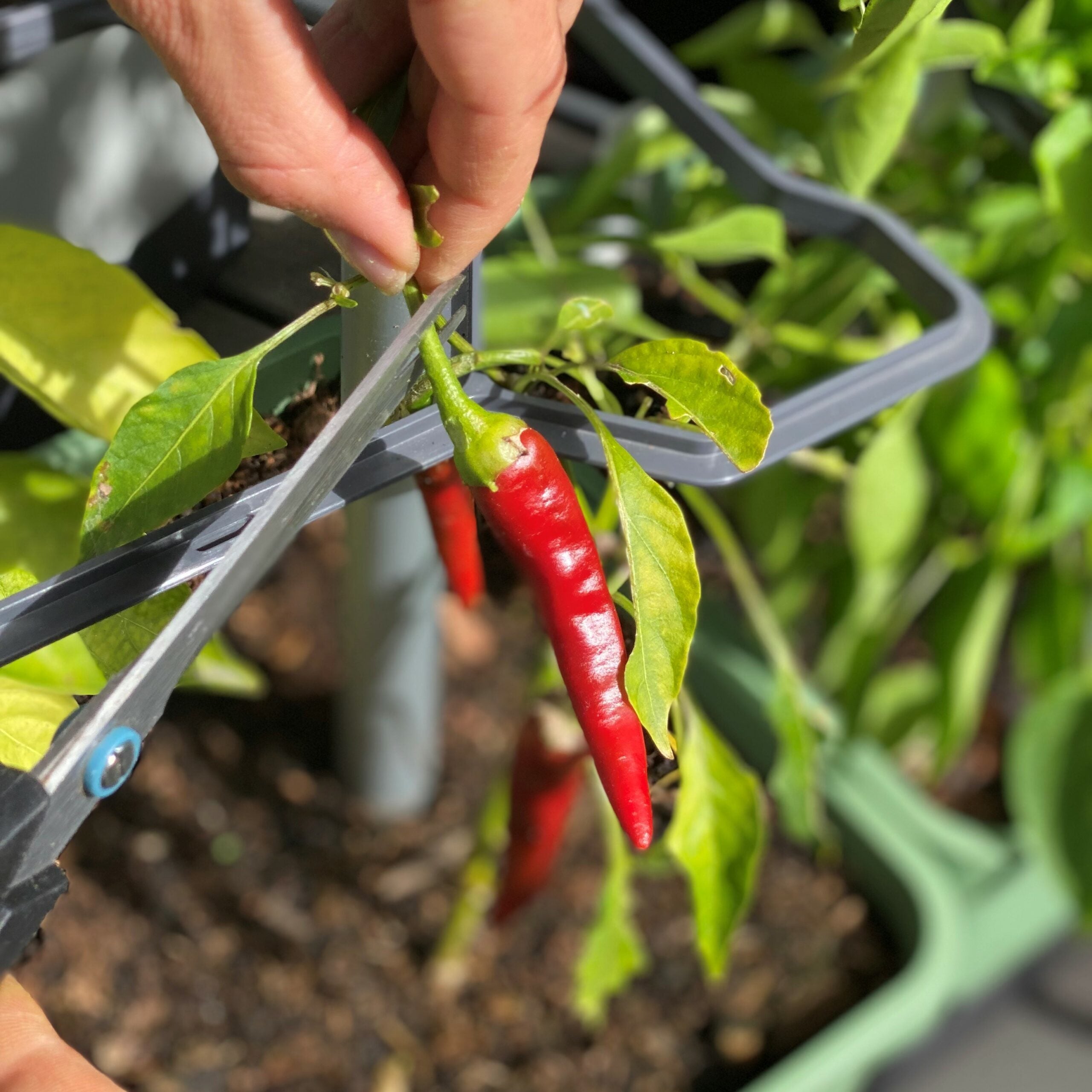 Harvesting and storing chilis correctly: it's all about timing
