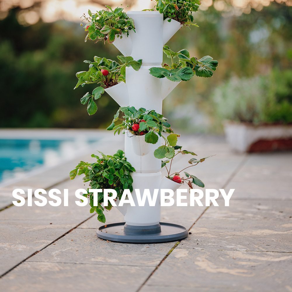 SISSI STRAWBERRY How-to
