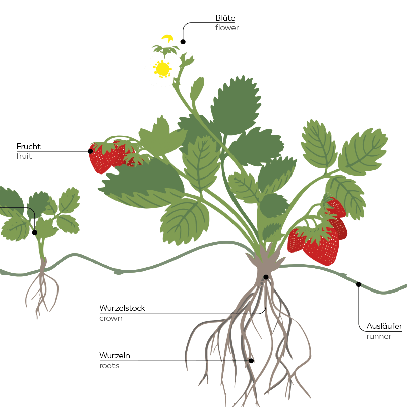 Die Erdbeere