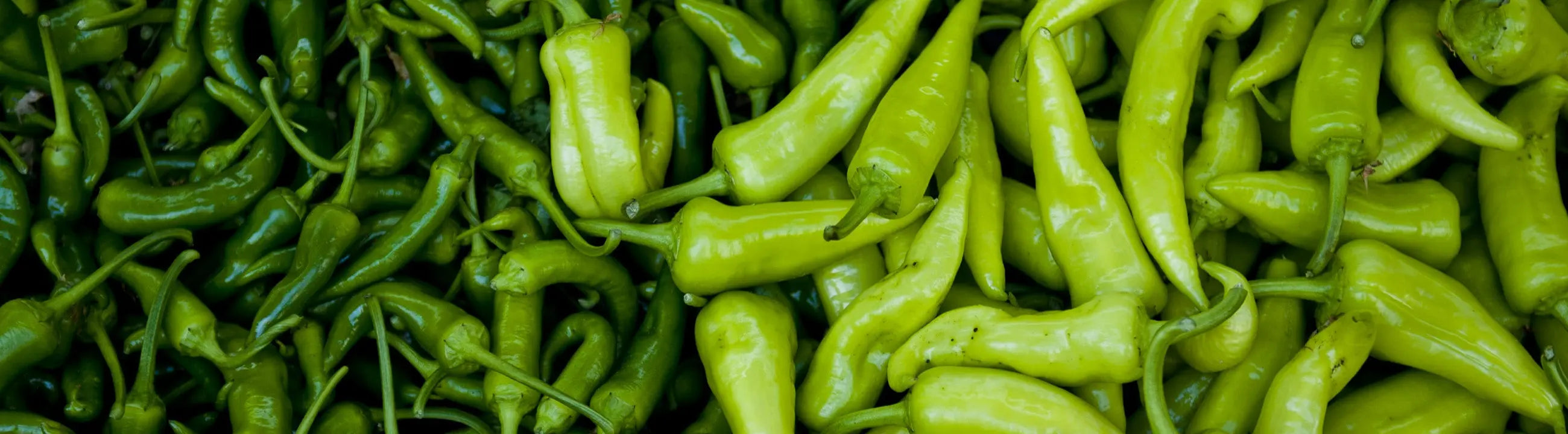 Chilipflanzen
