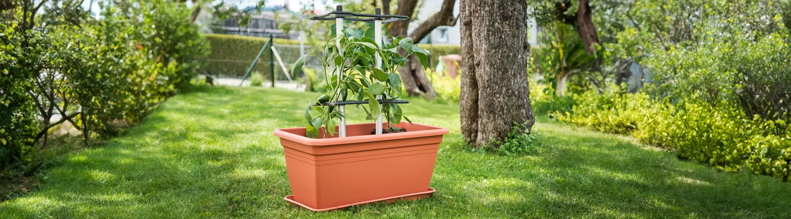 TOMATO BUDDY