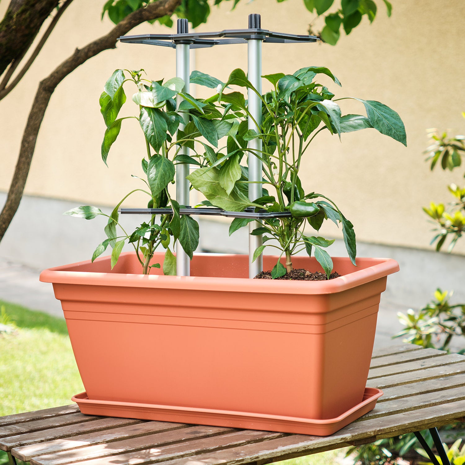 CHILI BUDDY