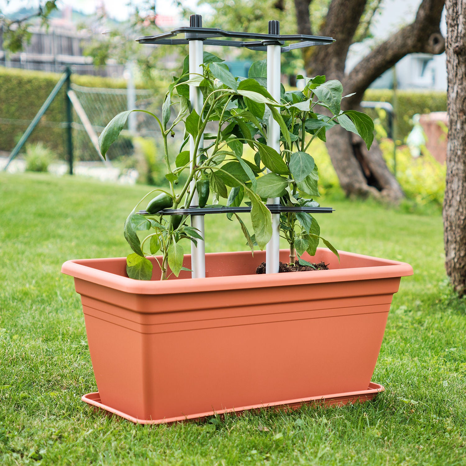 CHILI BUDDY
