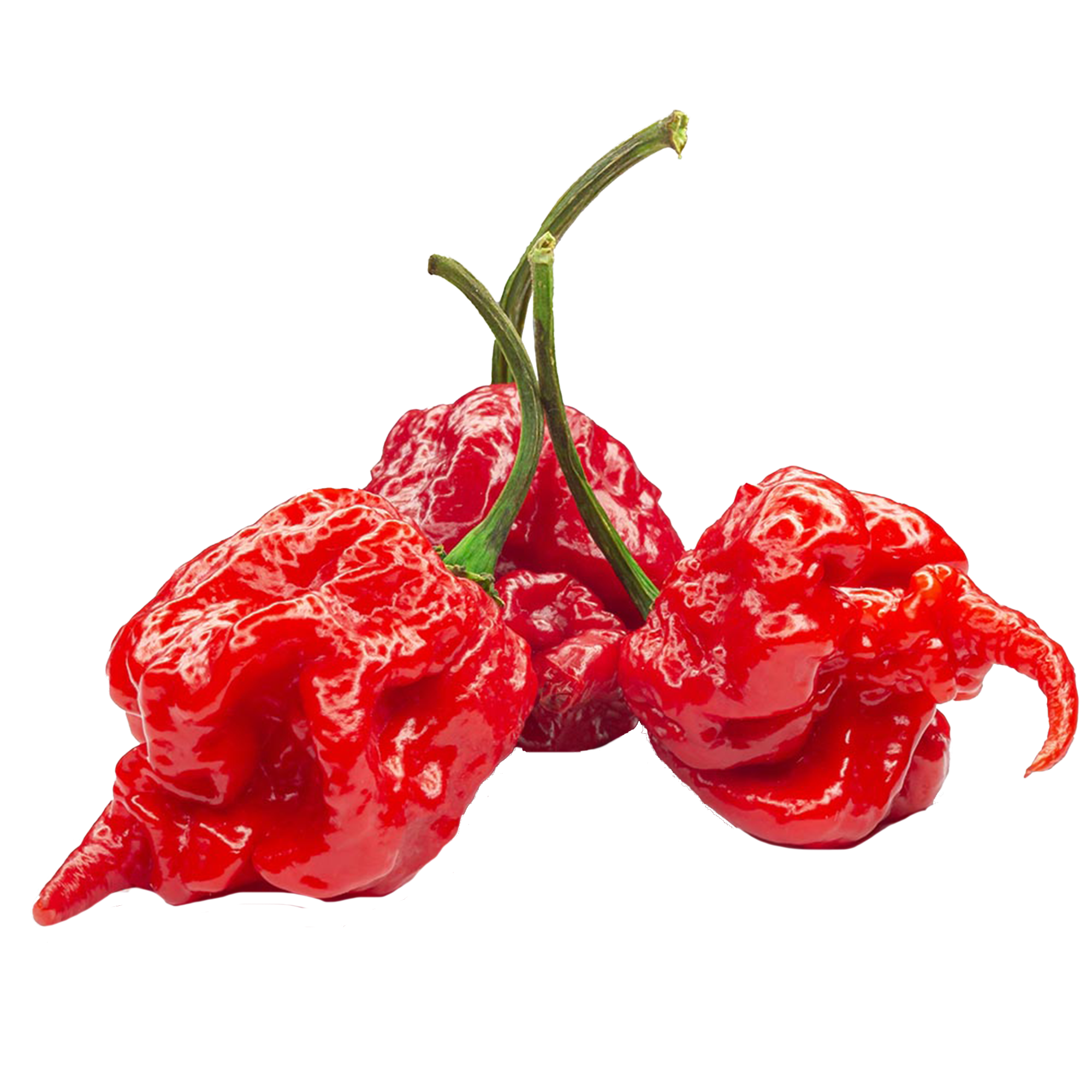 “Carolina Reaper” chili plants