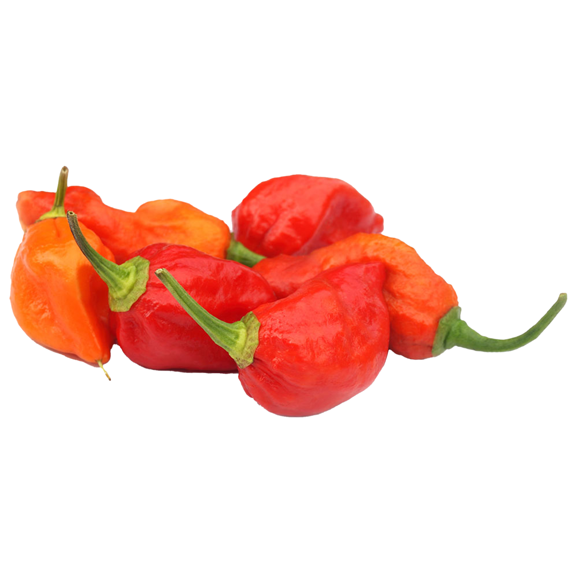 Chili plants "Naga Morich"