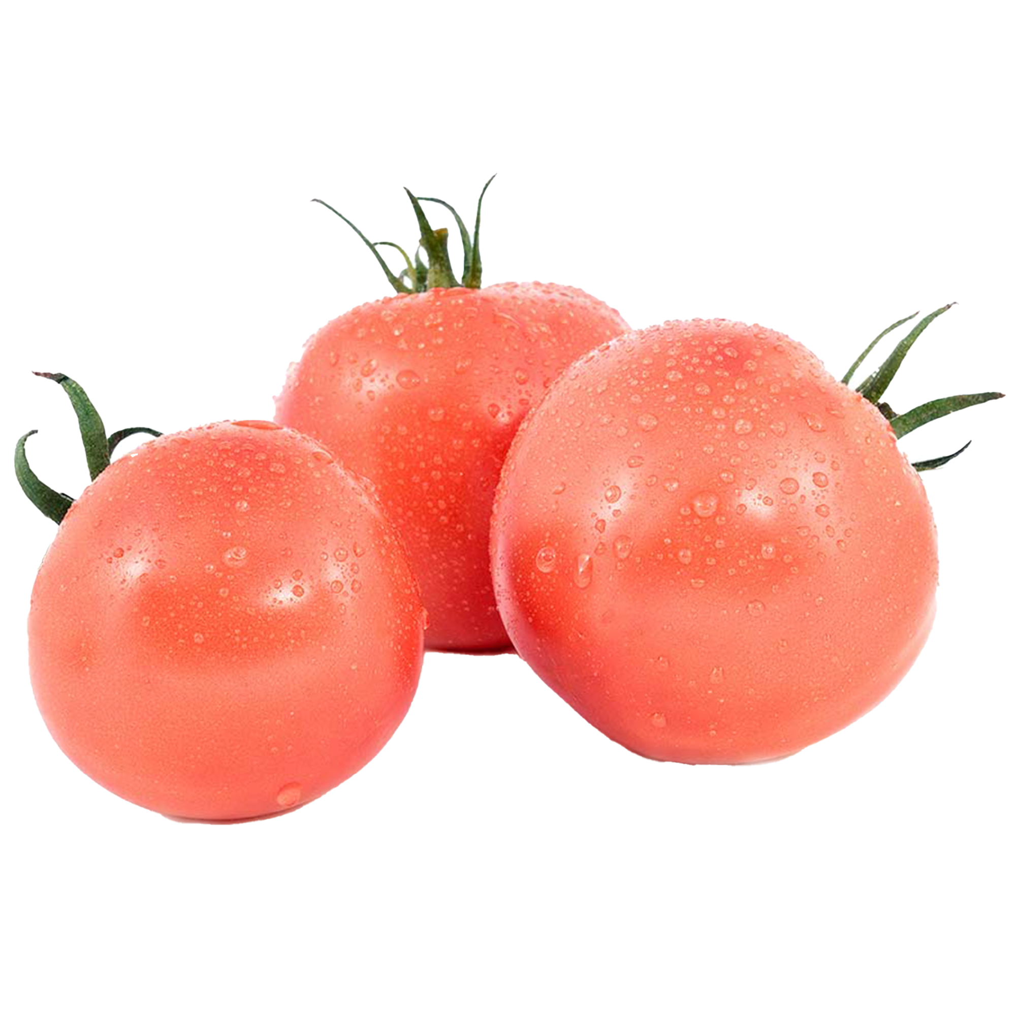 Tomato plants “Bernese Rose”