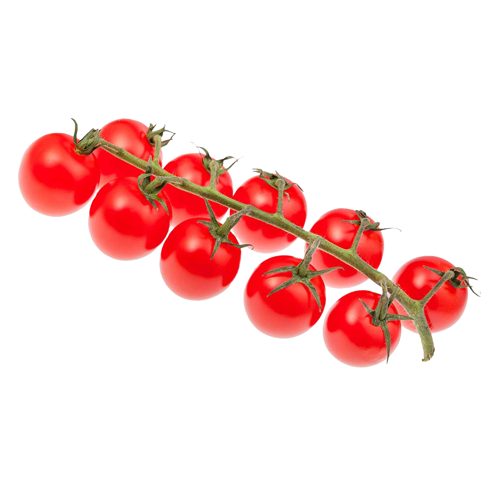 Tomatenpflanzen &amp;quot;Mexikanische Honigtomate&amp;quot;