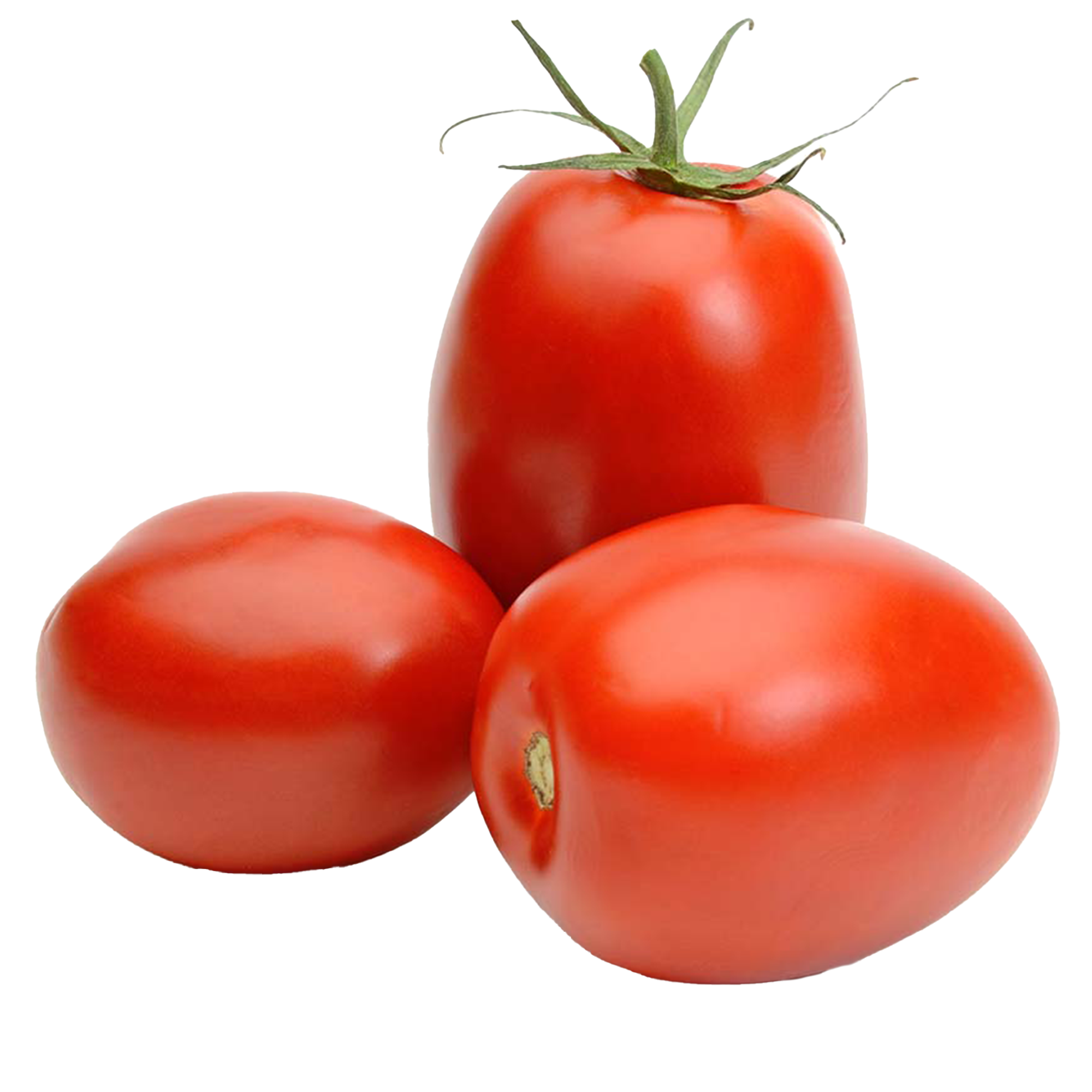 Tomatenpflanzen "Roma"