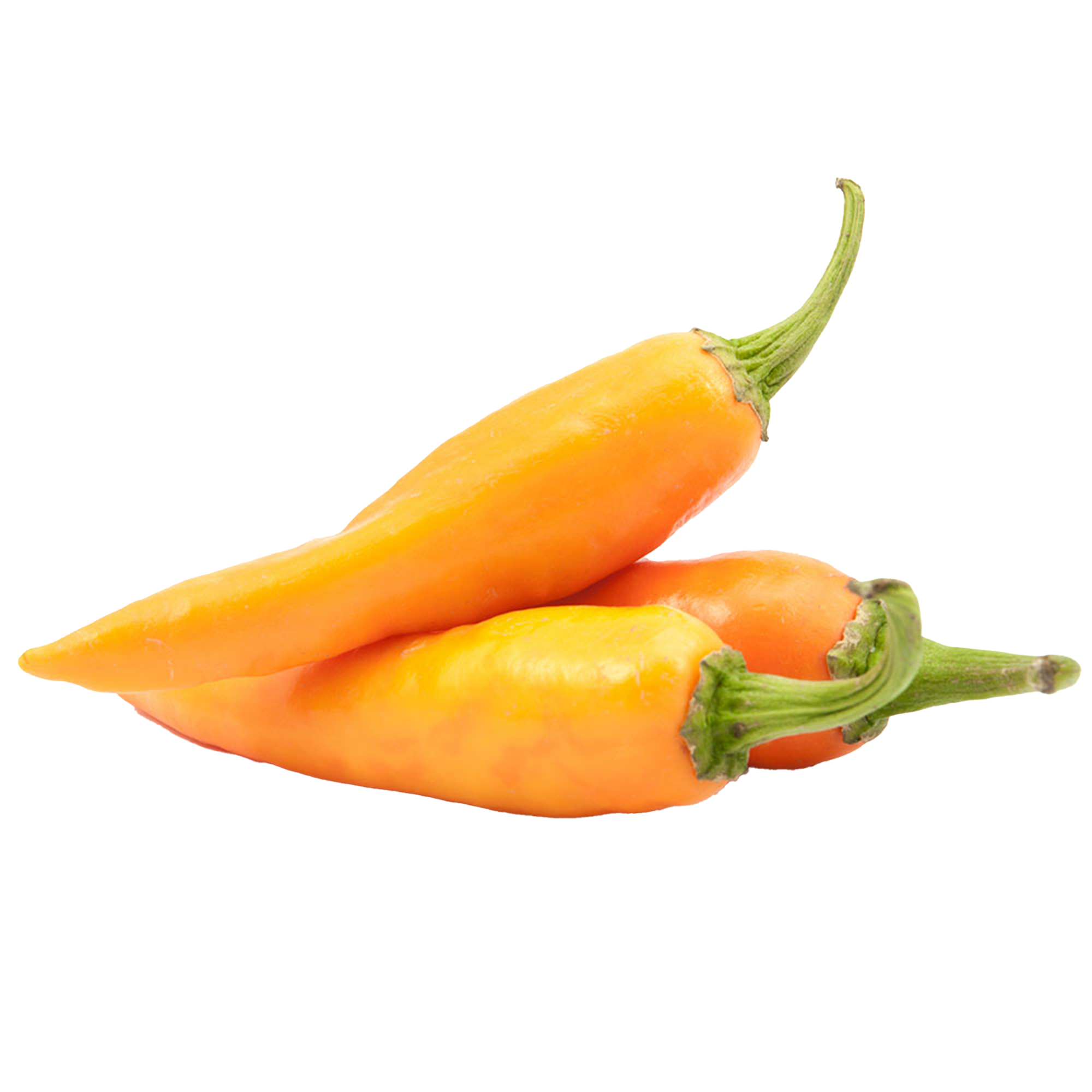 Chilipflanzen "Tequila Sunrise"