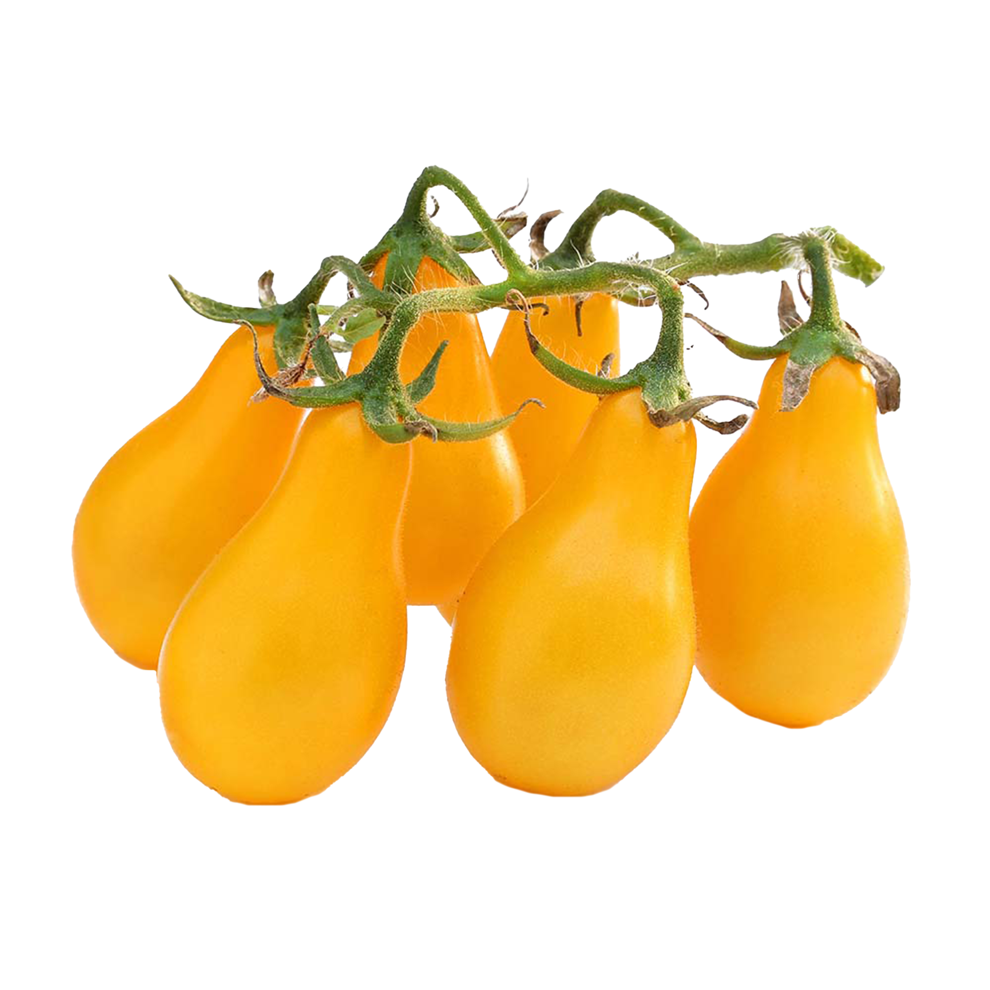 Tomatenpflanzen "Yellow Pearshaped"