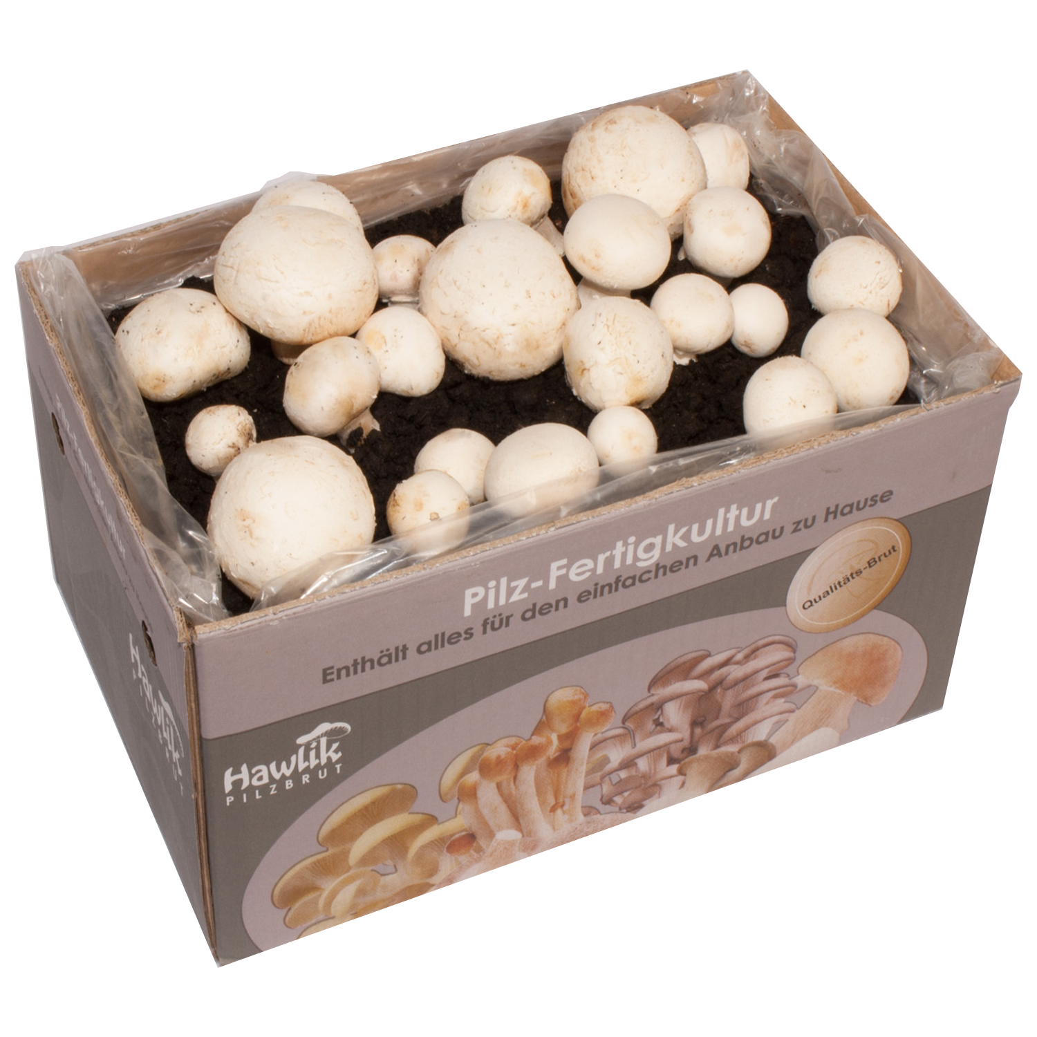 Hawlik Pilzbrut - Champignon mushroom, white