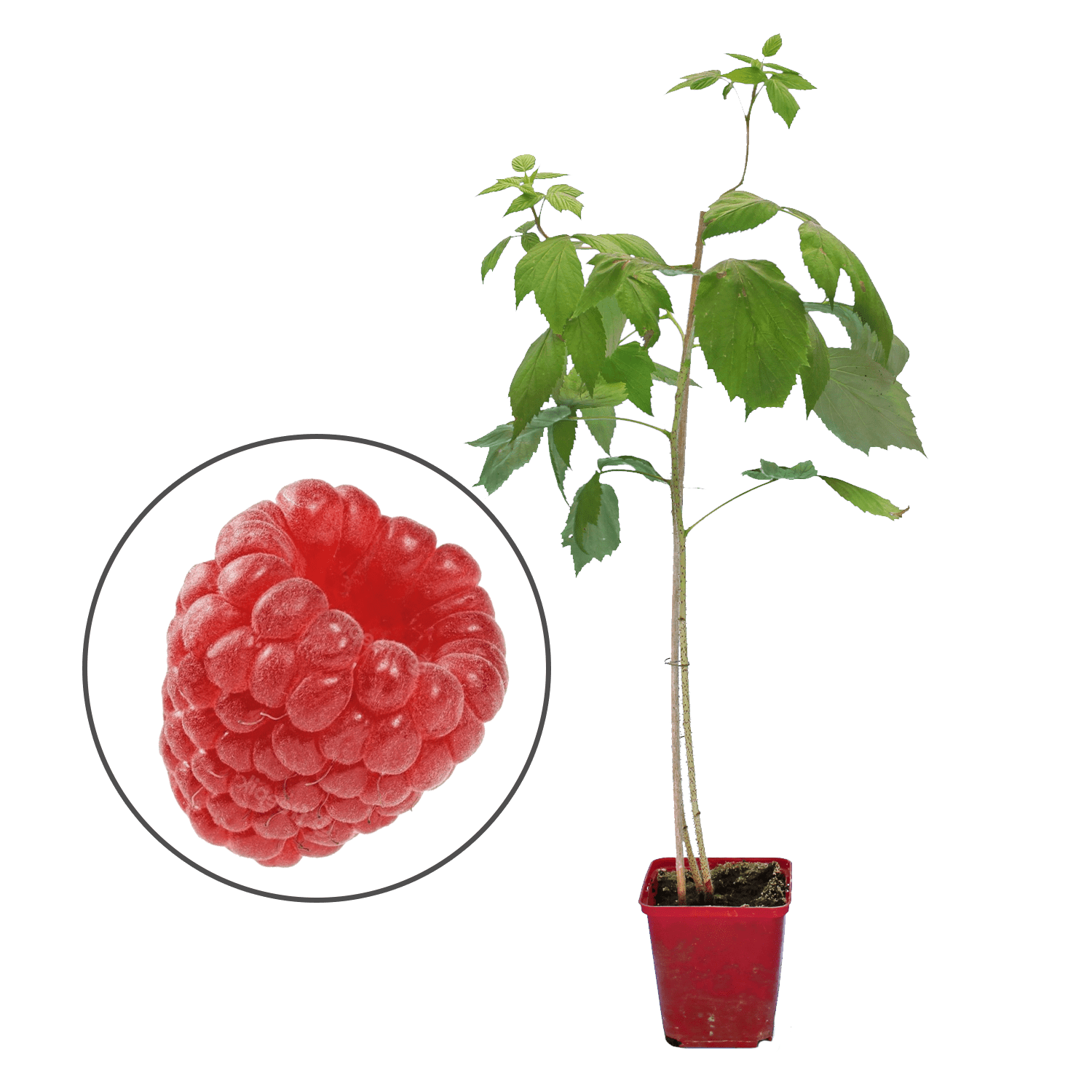 Raspberry "Hummi® AUTUMN BLISS"