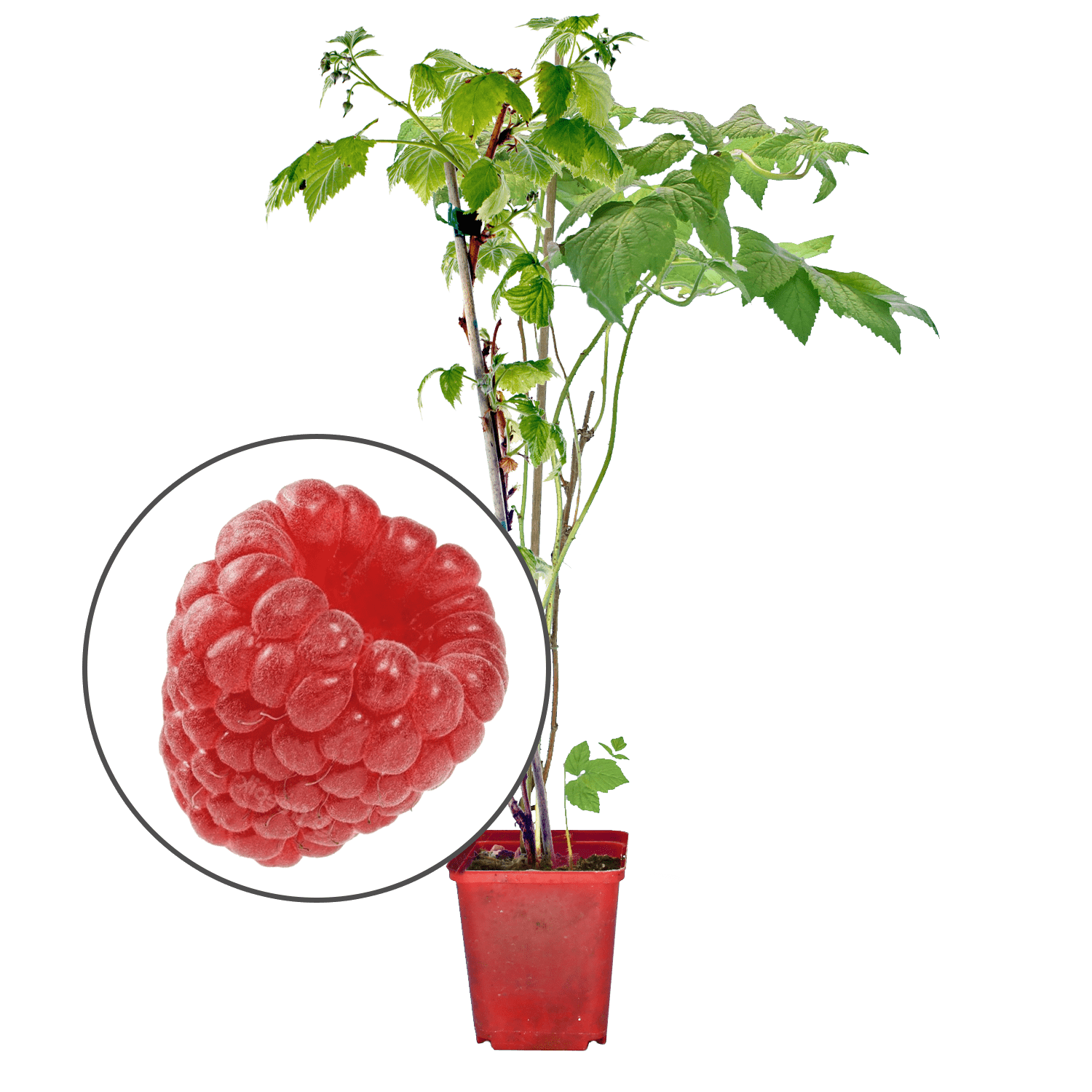 Raspberry "Hummi® WILLAMETTE"