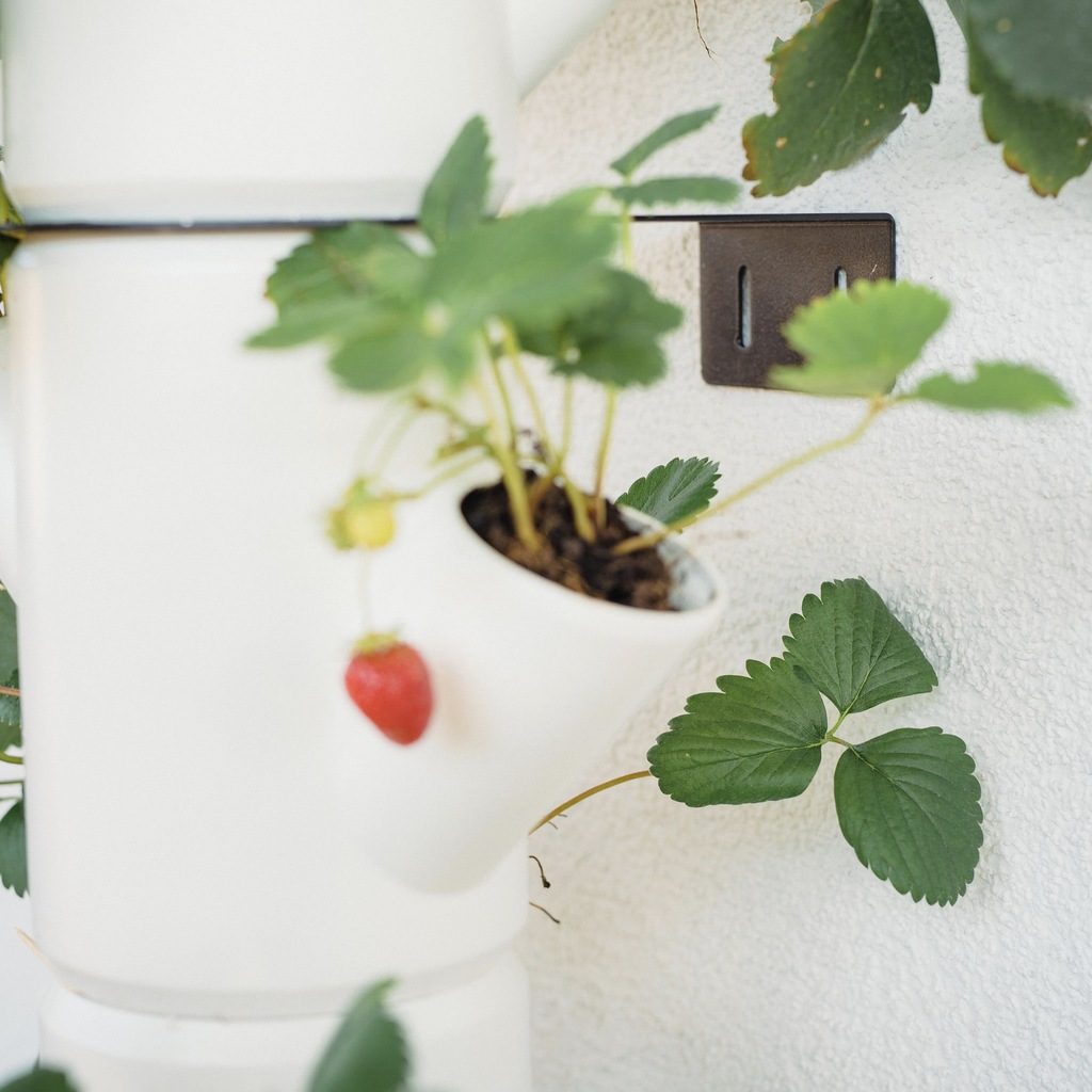 SISSI STRAWBERRY wall mount