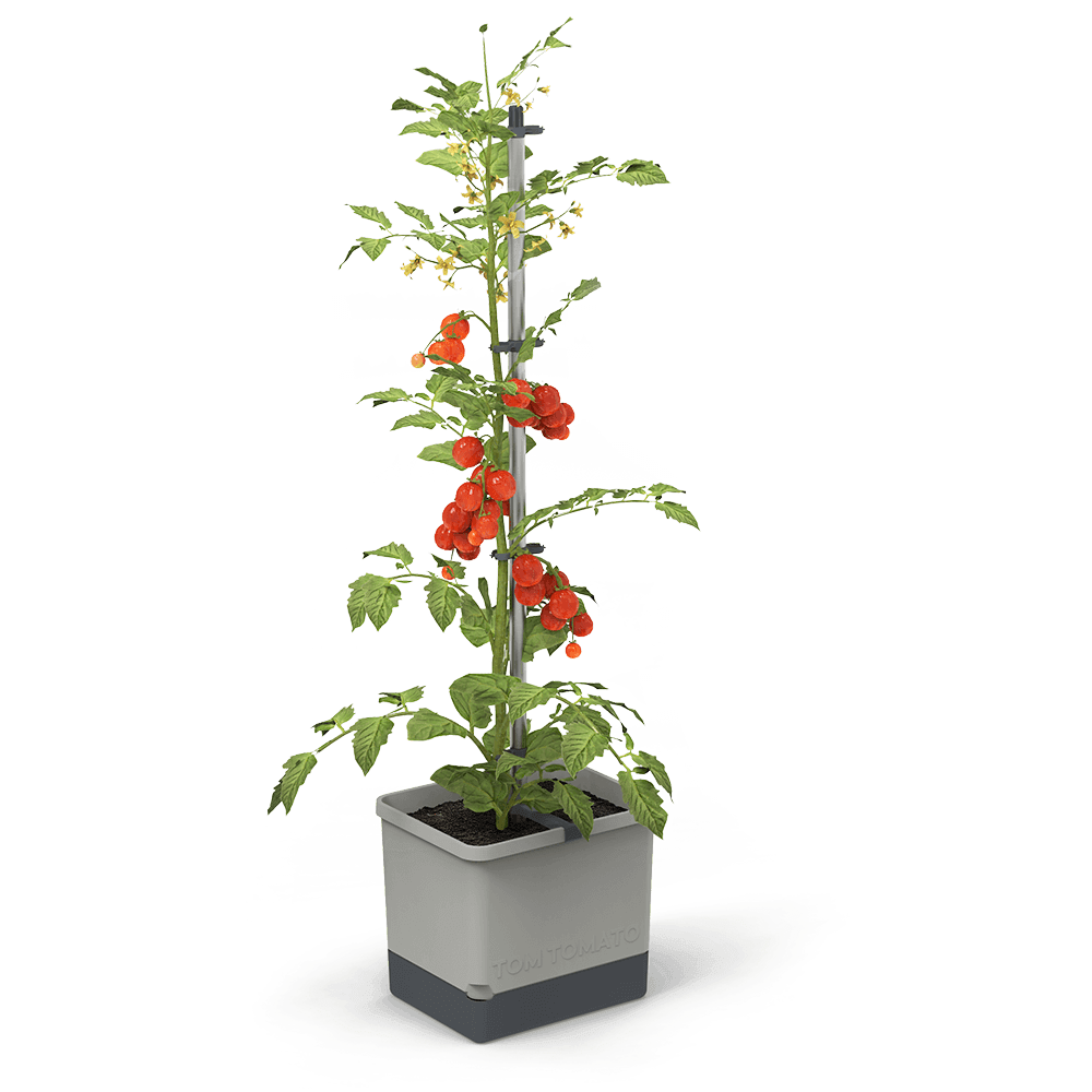TOM TOMATO Komplett-Set