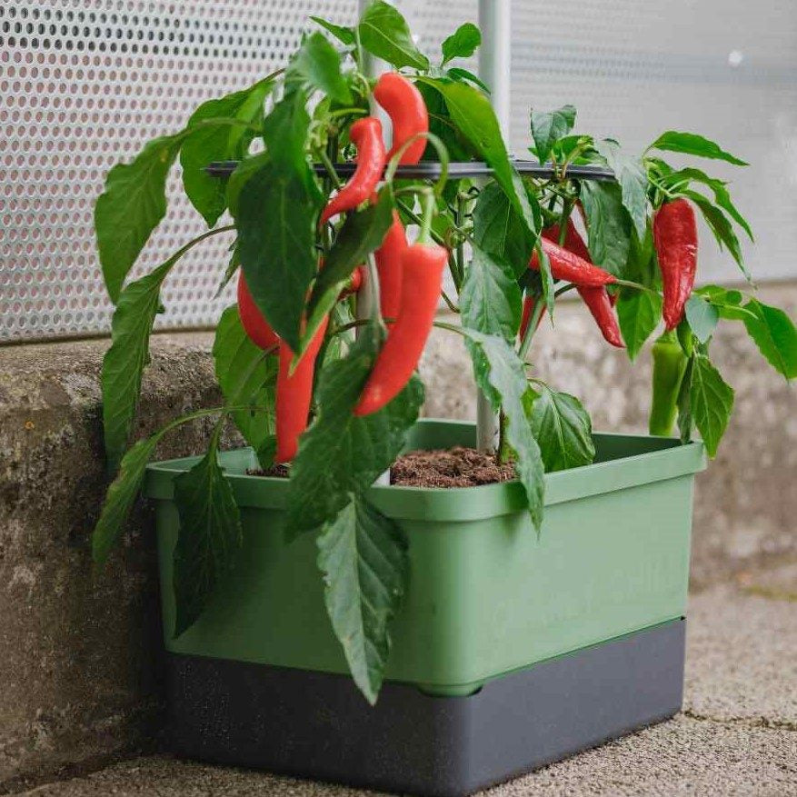 Mini greenhouse