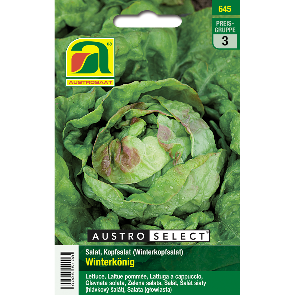 Austrosaat lettuce winter king Austroselect