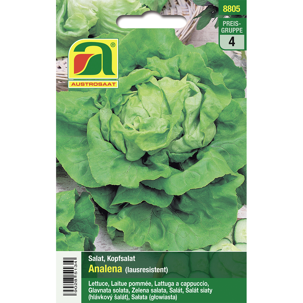 Austrosaat lettuce Analena