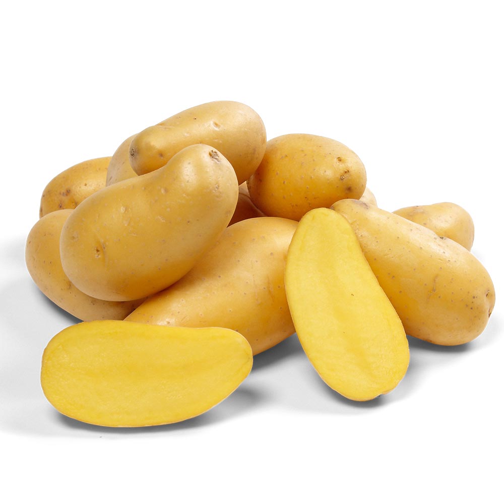 ORGANIC seed potatoes “Ballerina”