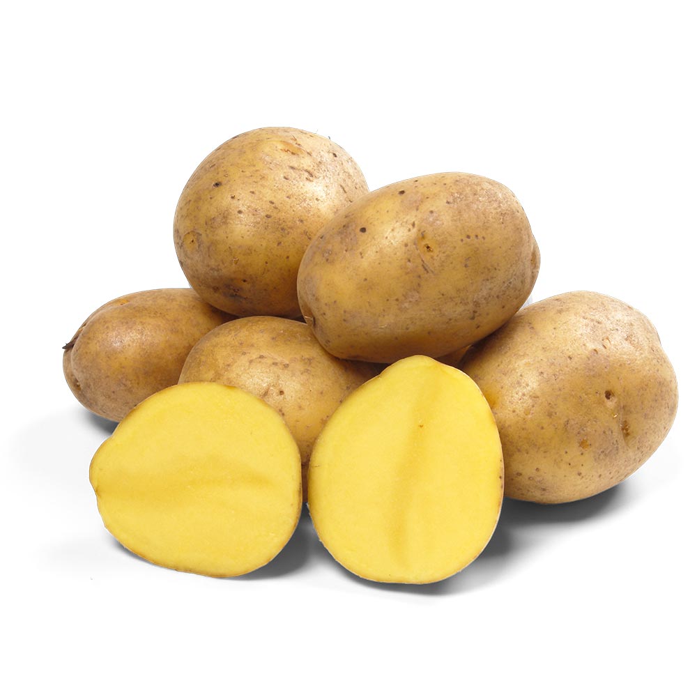 Seed potatoes “Gala”