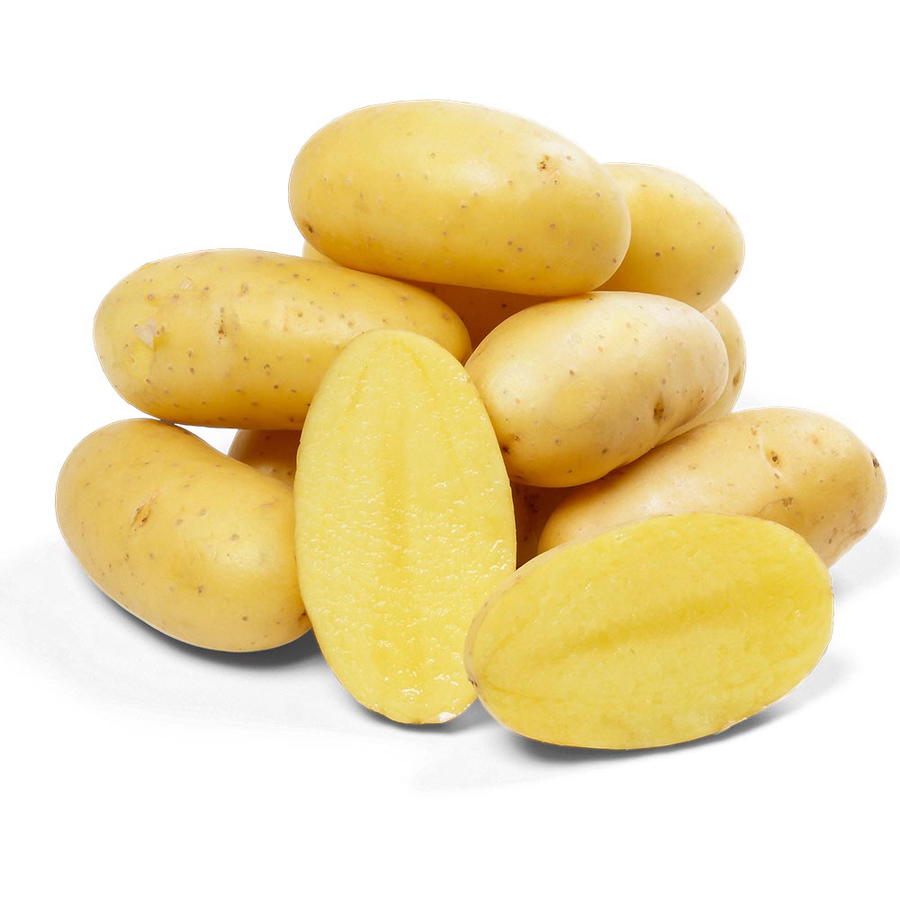 Seed potatoes “Linda”