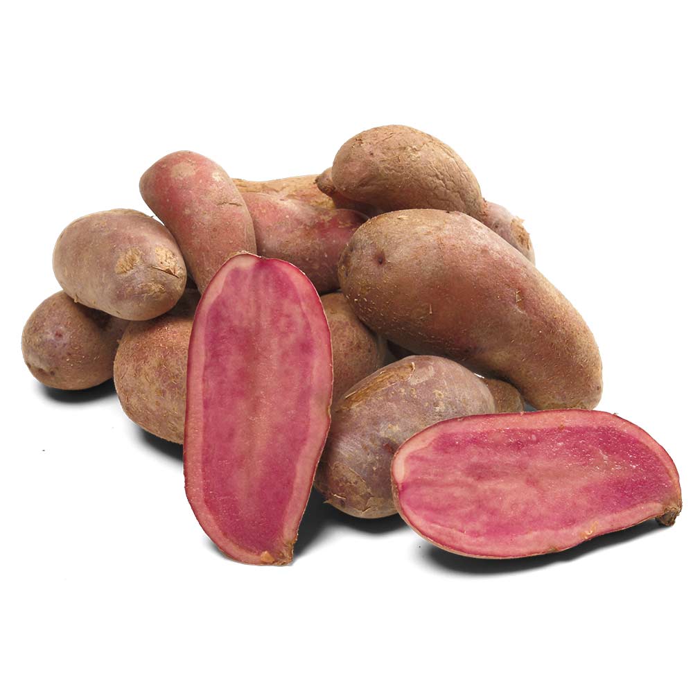 Seed potatoes “Red Emmalie”